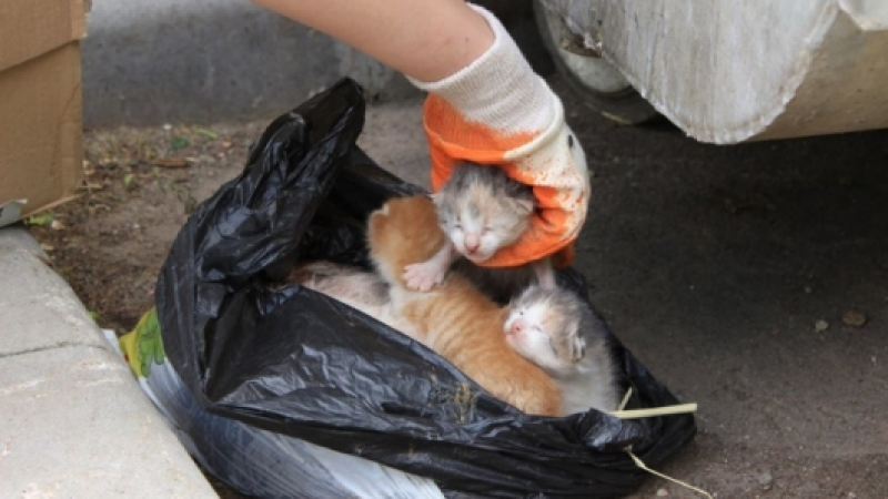 Изрод хвърли на боклука мъртва котка заедно с живите й котенца (СНИМКИ 18+)