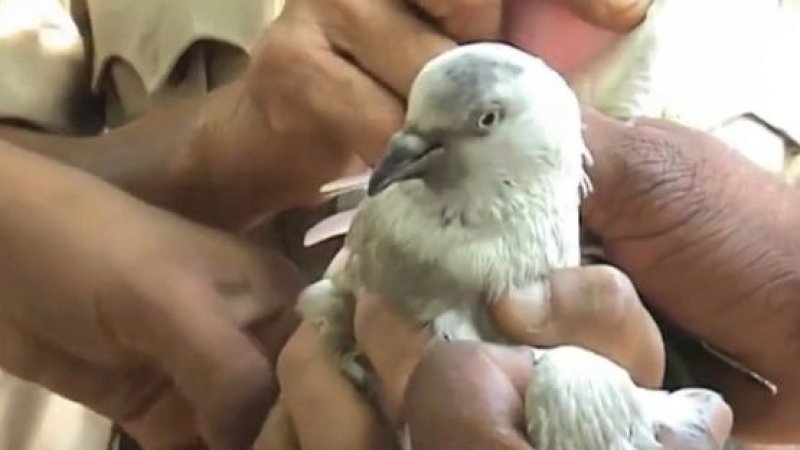 Арестуваха гълъб по подозрение в шпионаж (ВИДЕО)