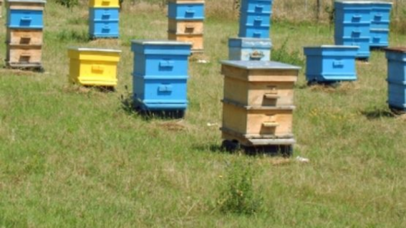 Кошери с пчели вкараха ром за 3 години в затвора