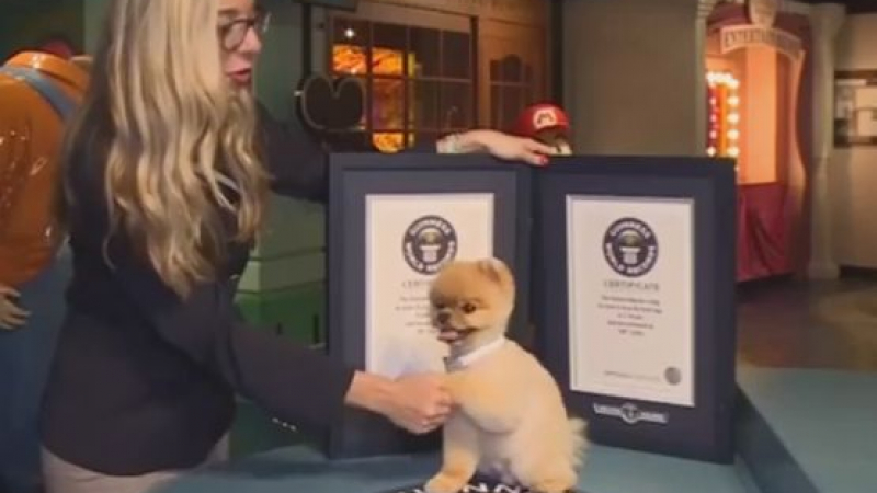 Куче от Калифорния постави световен рекорд по бягане на предни лапи (ВИДЕО)