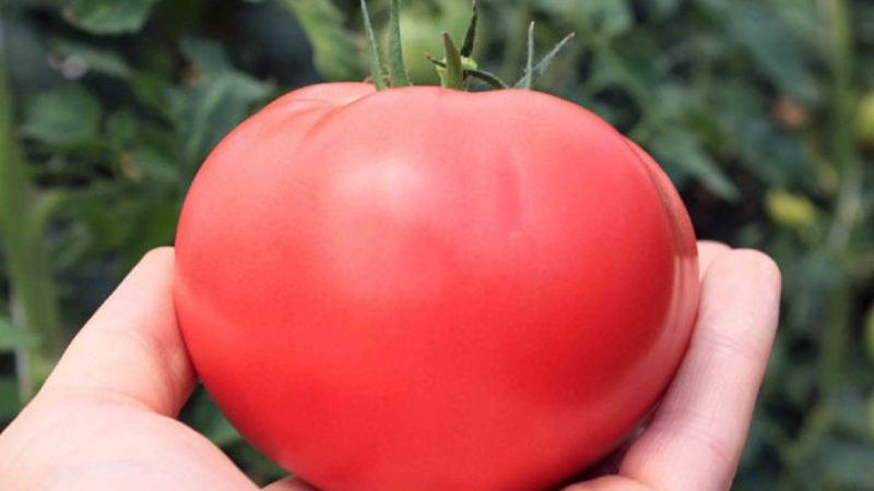 ГМО домат уби човек