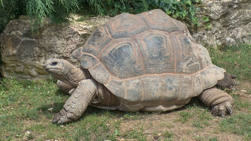 Приспаха 150-годишна Галапагоска костенурка