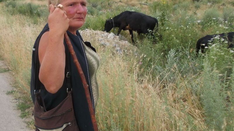 Фермерка на 56 отглежда крави и телета напук на земеделските неволи