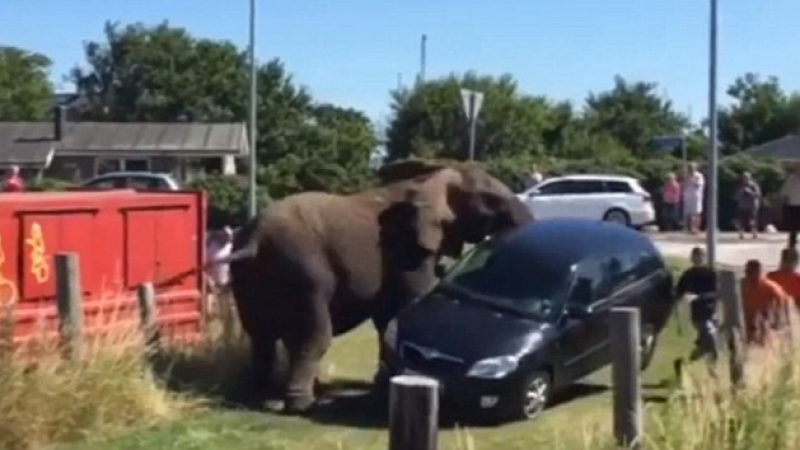 Три слона преследват хора, подхвърлят &quot;Шкода&quot; на метър над земята (ВИДЕО)