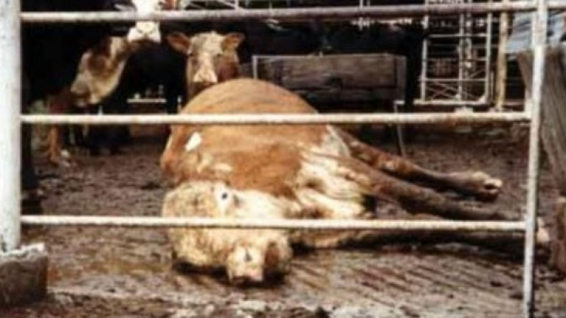 18 души яли дроб, бъбреци и наденици от умрялата от антракс крава