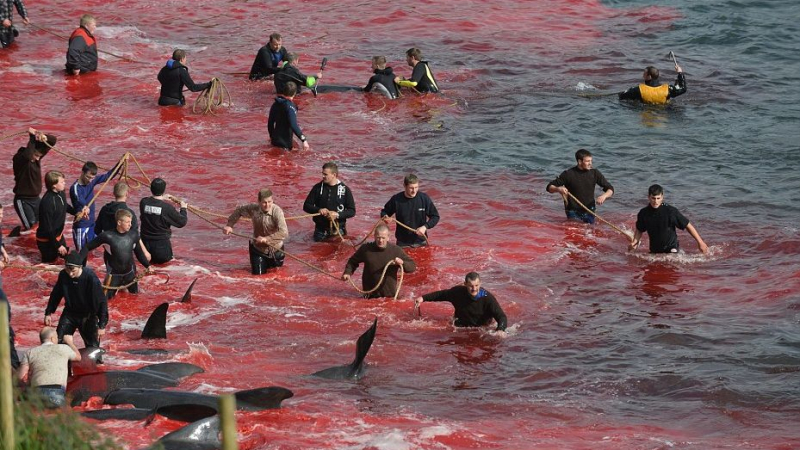 Зловещ ритуал: Датчани безмилостно изклаха 250 кита (СНИМКИ/ВИДЕО 18+)