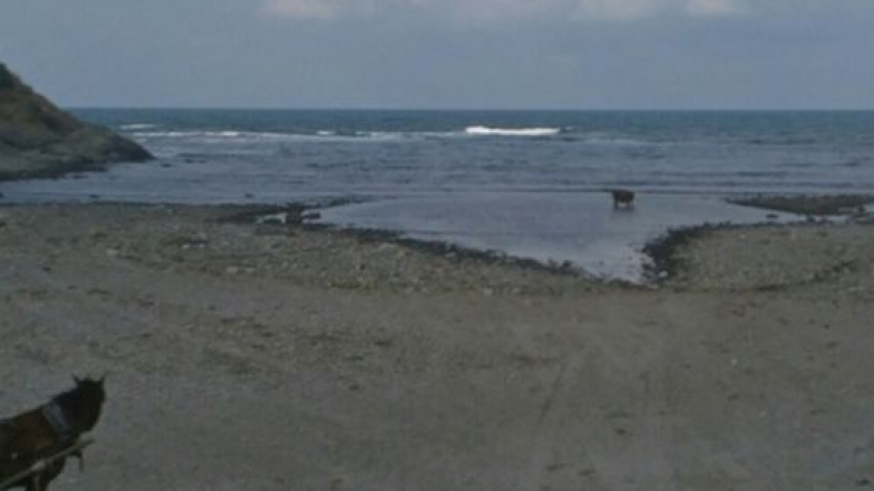 След хеликоптера и крави се топнаха в морето край Царево 