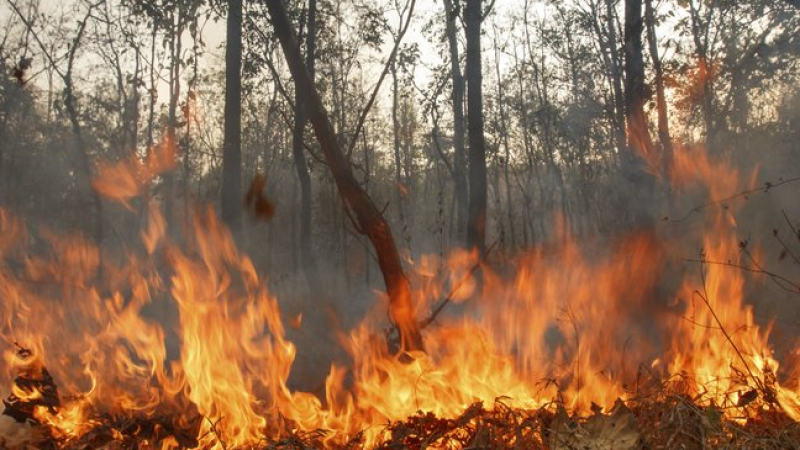 Голям горски пожар избухна край Брягово