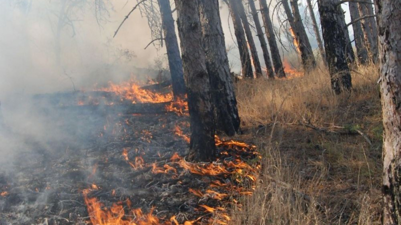 Военни и доброволци гасят пожара край хасковското село Брягово