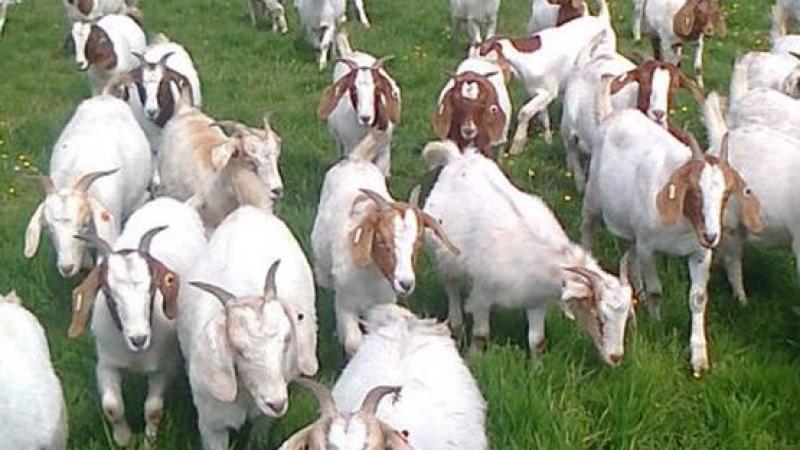 Ликвидират кози, болни от бруцелоза, в Рила 