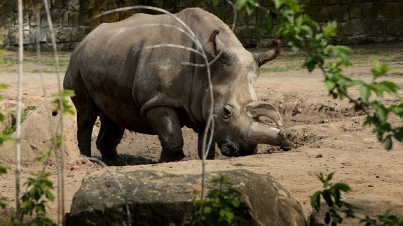 Почина бял носорог, в света останаха само четири