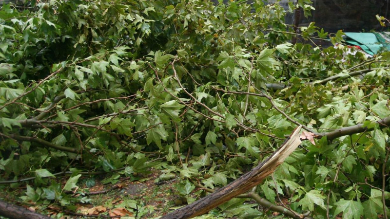 Паднали дървета след пороя в София, силна градушка удари околностите (ВИДЕО)