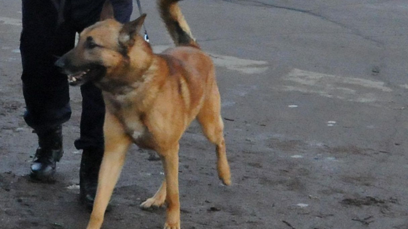 Ексклузивно в БЛИЦ: Пуснаха куче по следите на изчезналия ловец