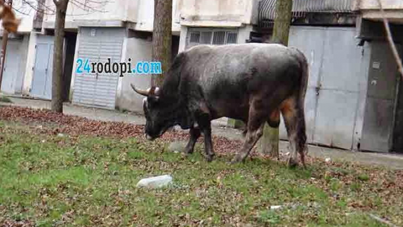 700-килограмов бик нападна тийнейджър 