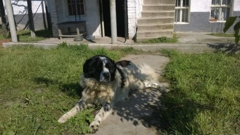 Епидемия от отровени кучета залива Пловдив