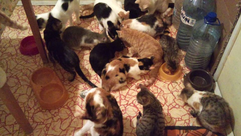 Пловдивчанин напълни 2 апартамента с 48 приютени котенца, моли за помощ