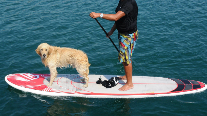 Атракция в морето: Куче язди сърф заедно с бургазлия (СНИМКИ)
