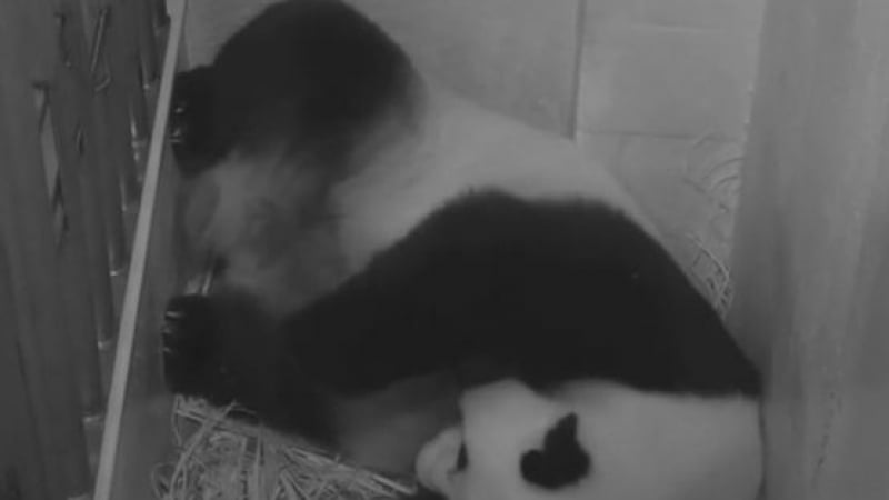 Необикновенно: Панди-близнаци се родиха в зоопарк във Вашингтон (ВИДЕО)