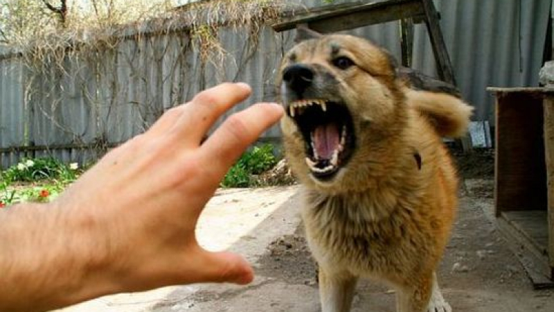 Куче нахапа зверски овчар, след това съдът му поиска 1200 лева за разноски