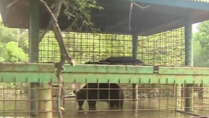 Наводнение превърна зоопарк в смъртоносен капан (ВИДЕО)