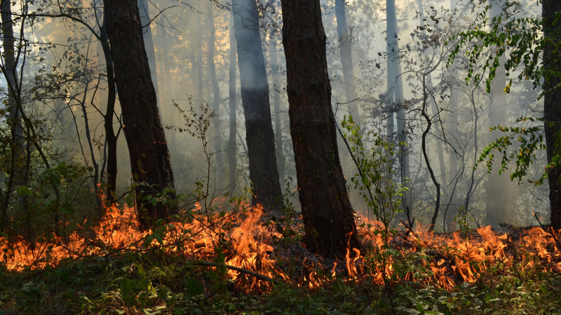 Голям пожар гори между две села в Гоцеделчевско