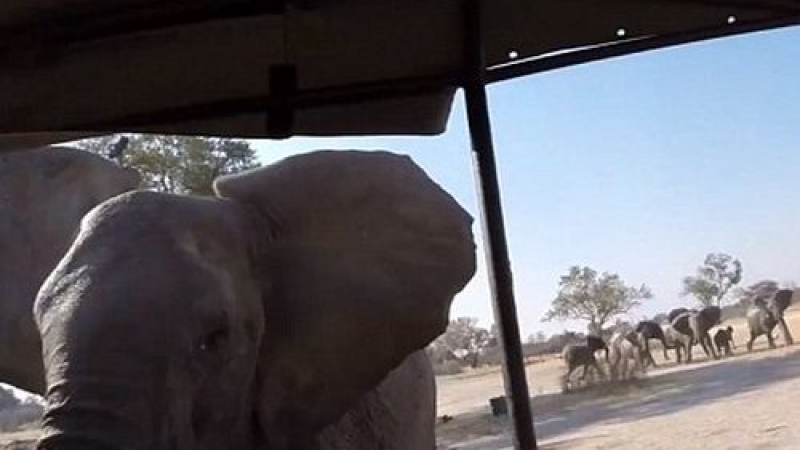 Разгневен слон нападна автомобил по време на сафари (ВИДЕО)	  