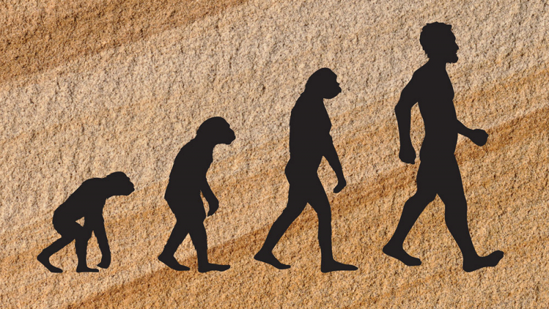 Човешкото тяло е претърпяло еволюция поне четири пъти за 4 милиона години