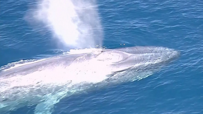 Трети ден вадят син кит от мрежа в Калифорния (СНИМКИ/ВИДЕО)