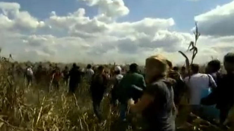 Лавина: Стотици бежанци пробиха полицията на границата на Унгария и Сърбия