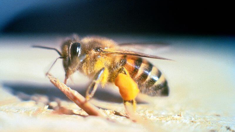 Еколози: Пчелите-убийци продължават да се разпространяват из Калифорния