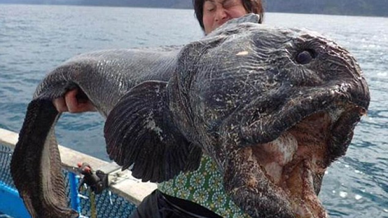 Японец улови риба чудовище до АЕЦ „Фукушима” (СНИМКИ)