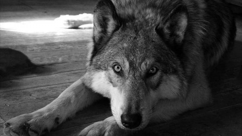 Полицията успокоява: Избягалият вълк се крие в зоопарка