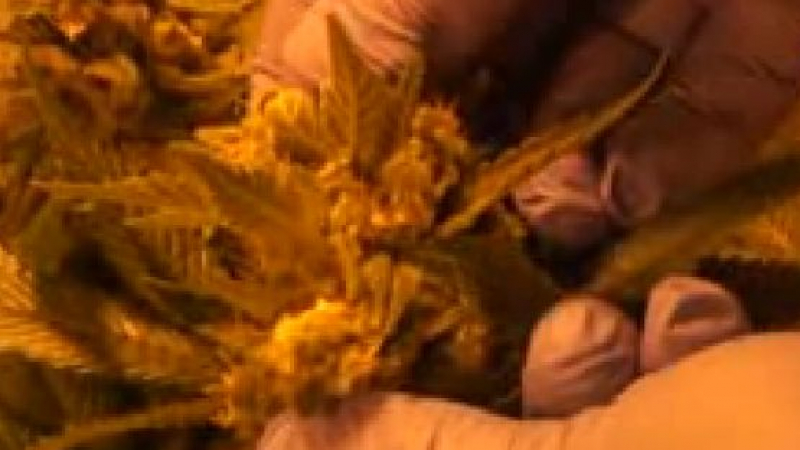 ГДБОП нанесе унищожителен удар на най-модерна оранжерия за марихуана у нас (ВИДЕО)