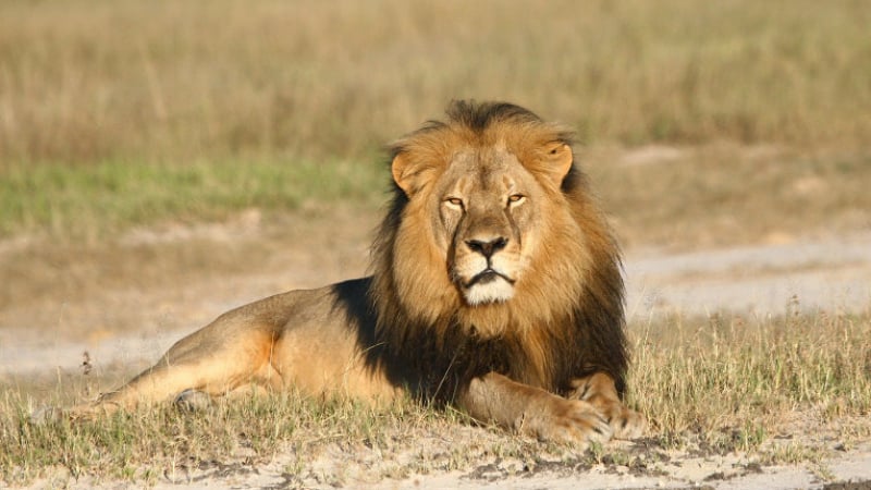Водачът на групата, застреляла лъва Сесил, застава пред съда     