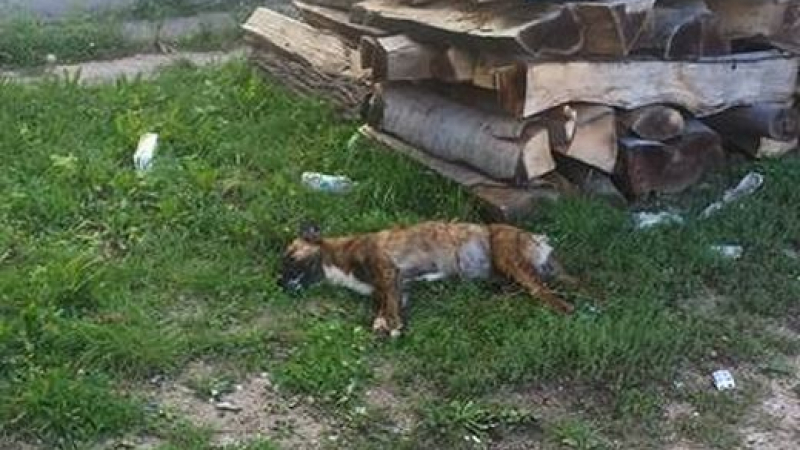 Трупове на кучета ужасиха квартал в Пазарджик