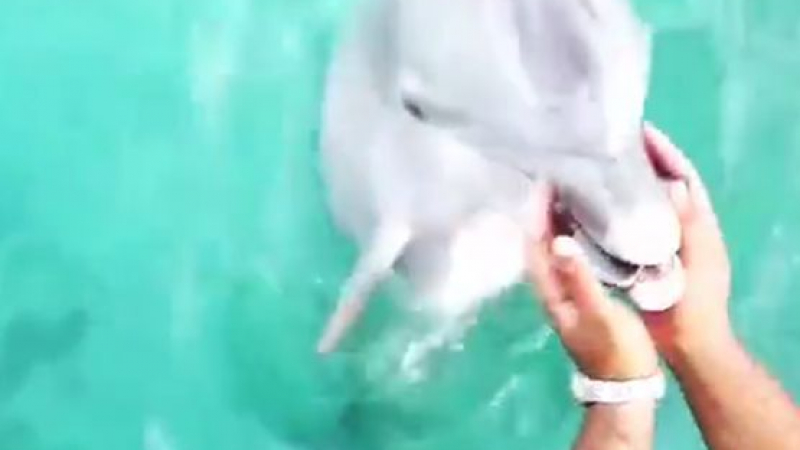 Мило! Жена си изпусна телефона в морето, делфин и го върна (ВИДЕО)