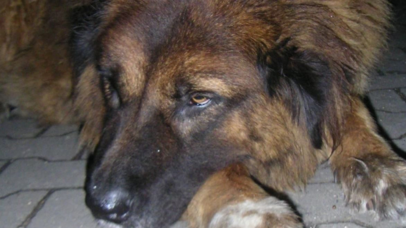 Цигани изнасилиха куче, пуснаха го да обикаля окървавено из улиците