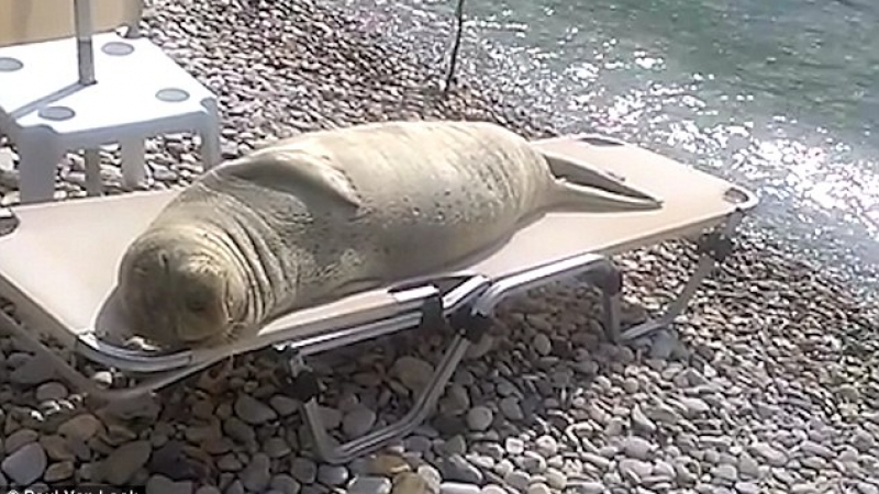 Видео запечата как морски лъв се излежава на шезлонг на плажа и стана тотален хит в мрежата (ВИДЕО)