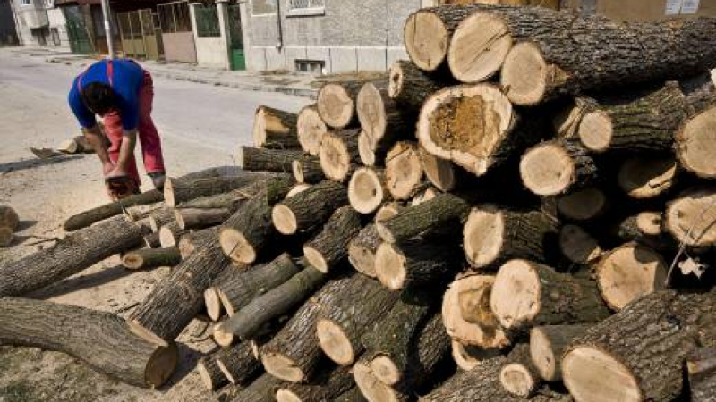 На прага на зимата: Горската мафия скри дървата за огрев