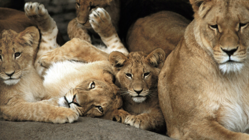 Нов зверилник в Дания! В зоопарк разфасоват лъв пред очите на деца!