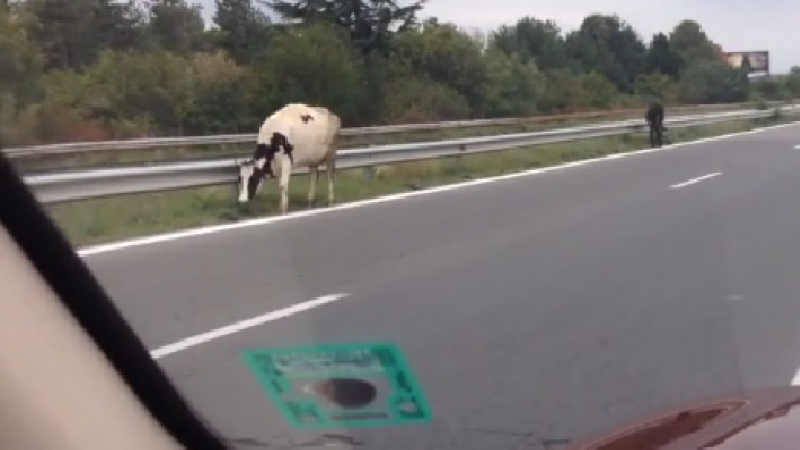 Само в България: Крави пасат на магистралата (ВИДЕО)
