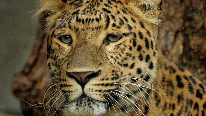 Леопард уплаши жители на индийски град (ВИДЕО)