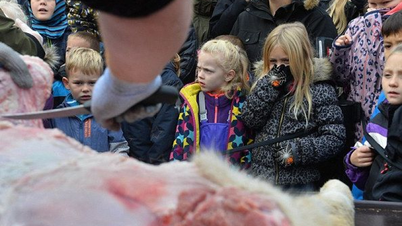 Изкормиха и разчлениха лъв пред очите на дечица в Дания (СНИМКИ/ВИДЕО 18+)