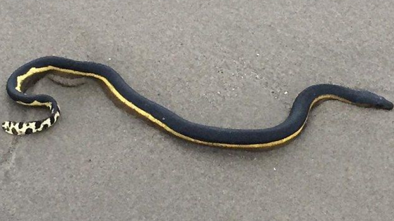 Напаст:Пълчища отровни змии плъзнаха по плажовете в Калифорния заради феномена Ел Ниньо (ВИДЕО)