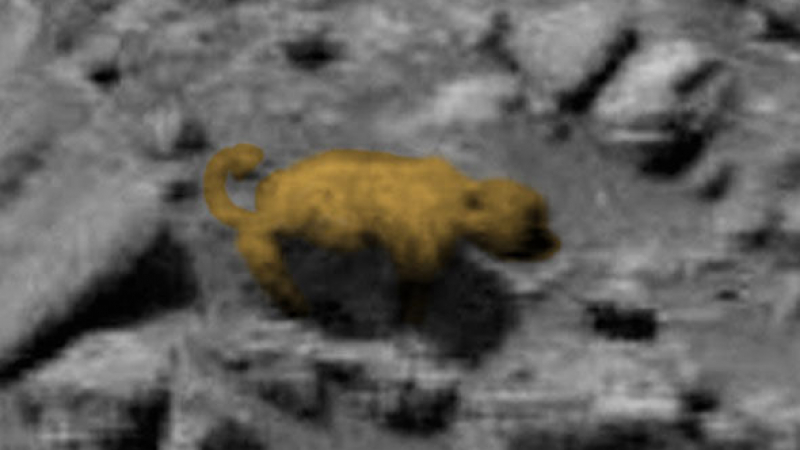 Наистина ли мечка е запечатана на една от снимките от Марс? (СНИМКИ/ВИДЕО)