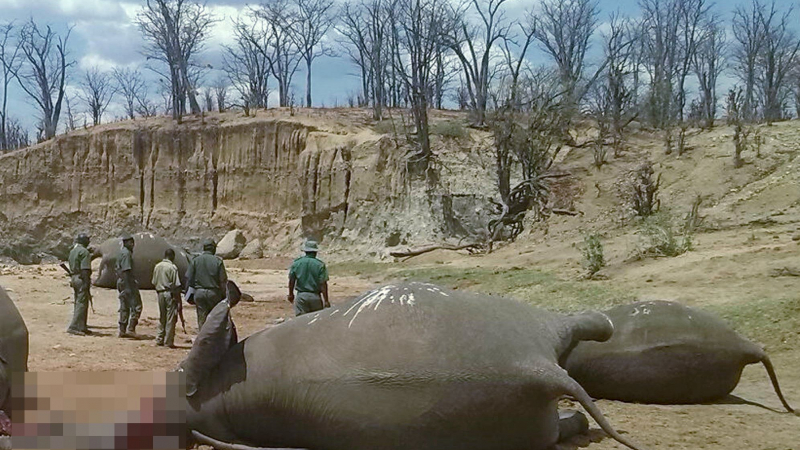 Масово клане на слонове в парка, където беше застрелян Сесил (СНИМКИ 18+)