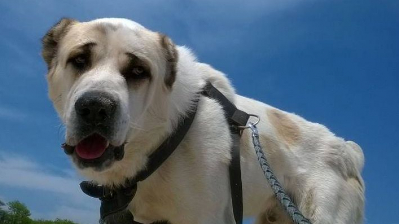 Изверг отрови красиво куче в дома на стопанката му, защото било голямо (СНИМКИ 18+)
