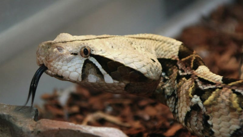 Детенце на 1,5 г. смъртоносно нахапа отровна змия