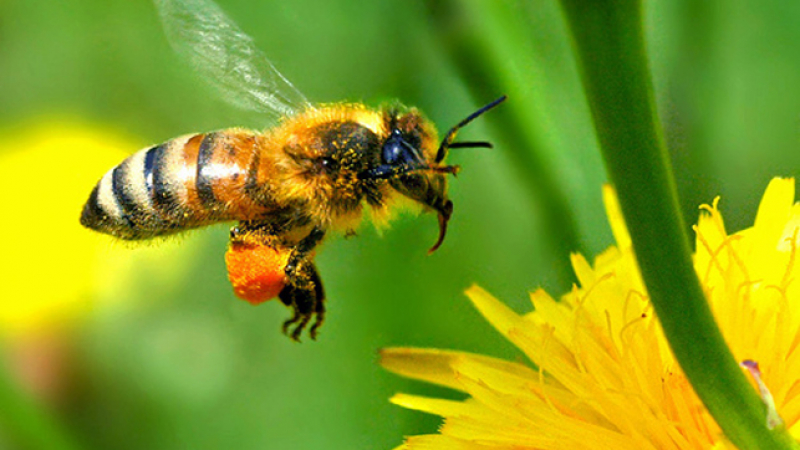 Използват пчели за доставка на пестициди до растенията
