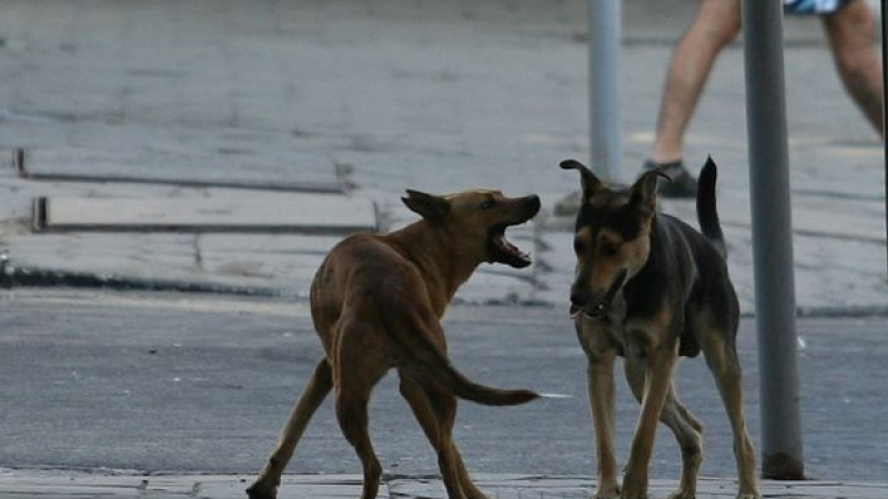 520 дела за дупки и кучета в София